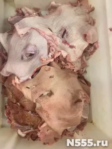 Шкура свиная с голов, не зачищенная.